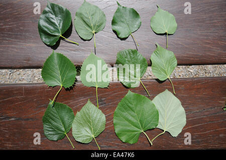 Tilia-leaves Stock Photo