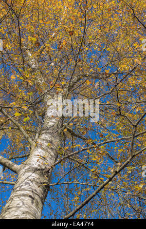 Looking up the trunk of a Silver Birch tree. Stock Photo