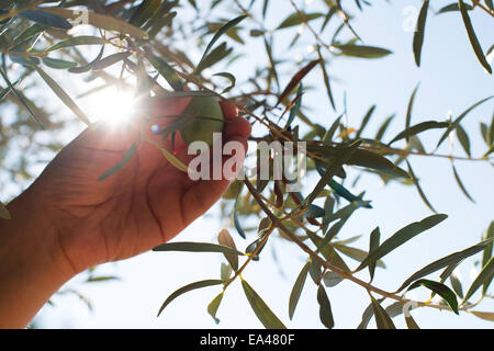 Hand holding olive tree branch. Sun light Stock Photo