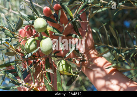 Hand holding olive tree branch. Sun light Stock Photo