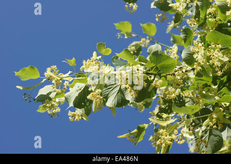 Small-leaved lime Stock Photo