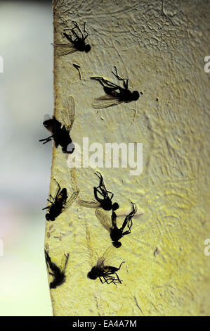 https://l450v.alamy.com/450v/ea4a7m/houseflies-musca-domestica-stuck-to-fly-paper-uk-ea4a7m.jpg