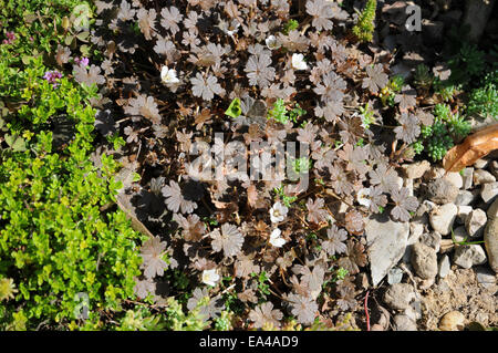 Geranium sessiliflorum Nigricans Stock Photo