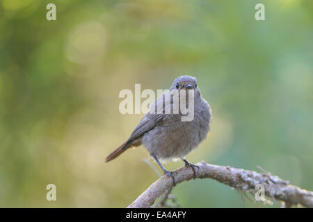 Black redstart Stock Photo