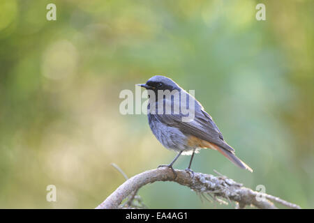 Black redstart Stock Photo