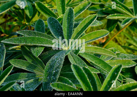 Small drops of water on leaves, morning dew, lupine ( Lupinus polyphyllus). Stock Photo