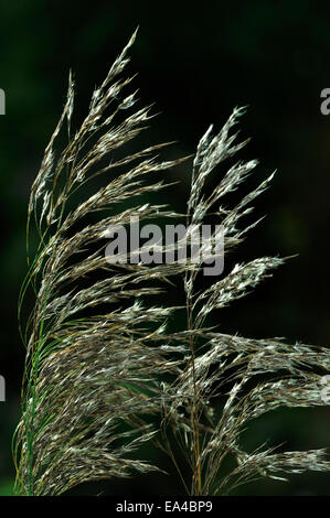 Seeds from the common reed UK Stock Photo
