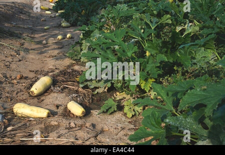 Over Ripe Zuchini Overripe zucchini field. Day light Stock Photo - Alamy