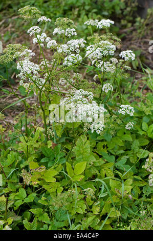 Ground elder, Aegopodium podagraria, flowering invasive garden weeds Stock Photo