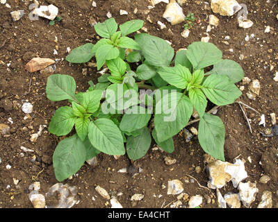 Common amaranth, red-rooted pigweed, Amaranthus retroflexus, young plant on waste agricultural land