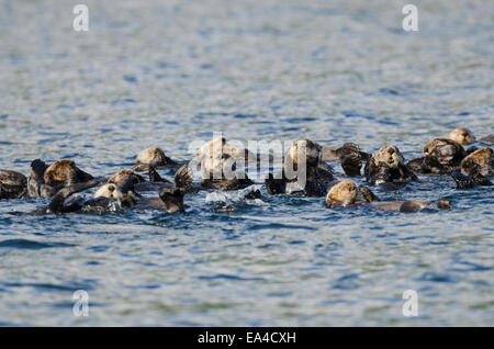 Northern Sea Otters (Enhydra lutris kenyoni) in Saginaw Bay off Kuiu Island in Tongass National Forest; Alaska, USA Stock Photo