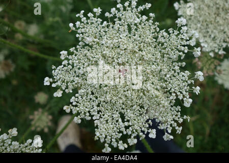 Wild carrot, Daucus carota, in flower with red flower in the centre of the umbel Stock Photo