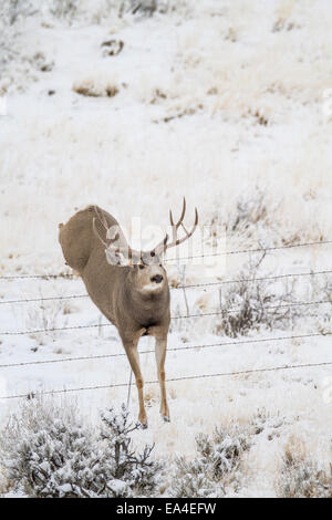 Mule deer buck jumping a fence on a snowy day in Wyoming Stock Photo