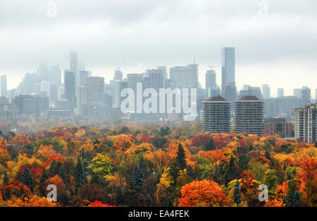 Toronto downtown office and condo buildings in light rain with brilliant falls colors of midtown tree canopy in the foreground. Stock Photo