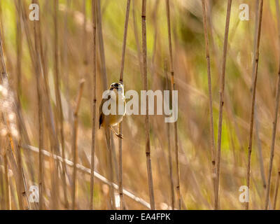 Reed Bunting  [Emberiza schoeniclusniclus] looking magnificent, perched on a reed branch enjoying the early morning sunlight. Stock Photo