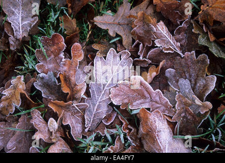 Graphic image of Oak leaves covered with a dusting of frost Stock Photo