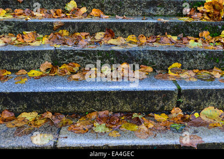 Stock Photo - Fallen autumn leaves on steps. Photo: George Sweeney/Alamy Stock Photo