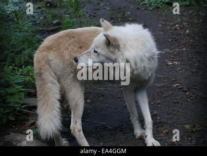 Close-up of the all-white Hudson Bay wolf (Canis lupus hudsonicus), head turned backwards Stock Photo