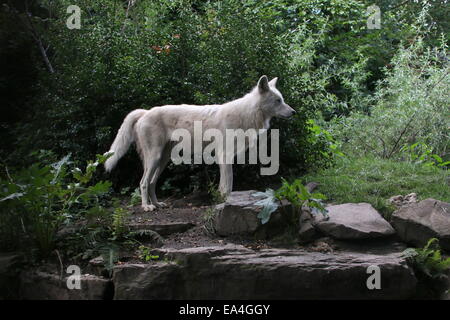 Hudson Bay wolf (Canis lupus hudsonicus), closely related to the  Arctic wolf (Canis lupus arctos) or  Melville Island wolf Stock Photo