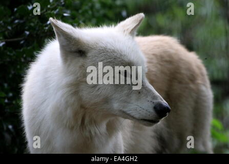 Close-up of the All-white Hudson Bay wolf (Canis lupus hudsonicus) Stock Photo