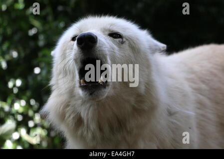 Howling arctic white wolf  in close-up, facing camera Stock Photo