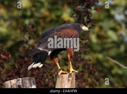 Harris's Hawk (Parabuteo unicinctus) a.k.a. Bay-winged or dusky hawk Stock Photo