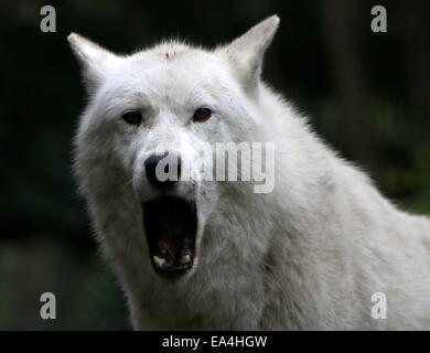 Howling Hudson Bay wolf (Canis lupus hudsonicus) in close-up, facing camera Stock Photo