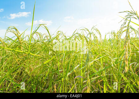 rice field and skies,rice waiting for harvest Stock Photo