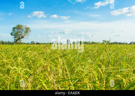 rice field and skies,rice waiting for harvest Stock Photo