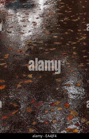 Red leaves on a wet asphalt road - vertical composition Stock Photo