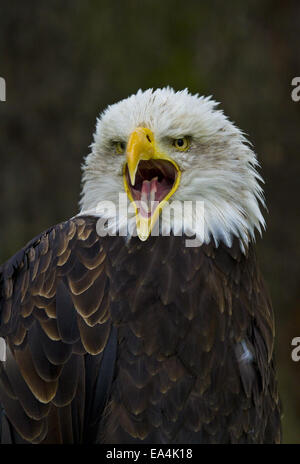 Head and shoulders of a captive American Bald Eagle against a nonintrusive dark natural background. Stock Photo