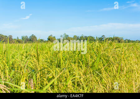 rice field and skies,rice waiting for harvest Stock Photo