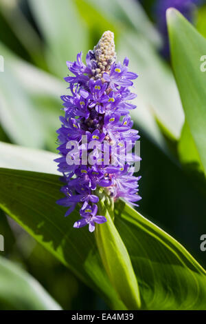 Pontederia cordata. Pickerel weed flower. Stock Photo