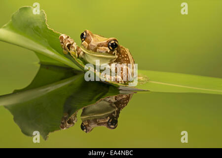 Amazon milk frog (Trachycephalus resinifictrix) on a leaf Stock Photo