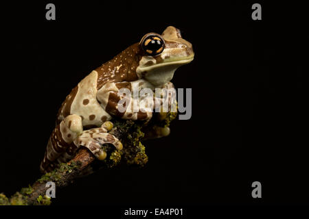 Milk frog (Trachycephalus resinifictrix) on a stick Stock Photo