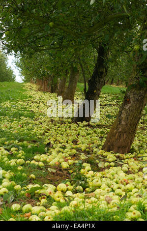 Windfall apples in an orchard Stock Photo