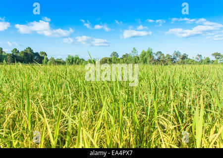 rice field and skies,rice waiting for harvest Stock Photo