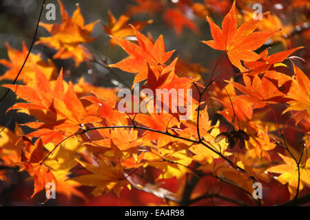 Fall yellow and orange maple leaves Stock Photo