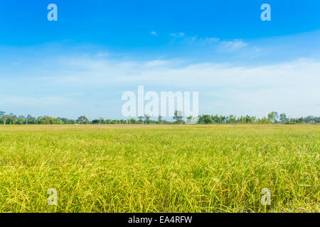 rice field and skies,rice waiting for harvest Stock Photo