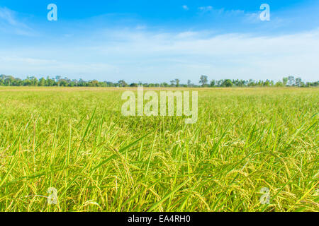 rice field and skies,rice waiting for harvest Stock Photo