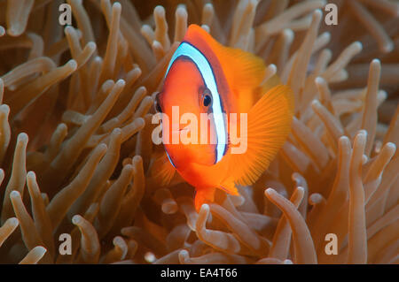 Red Anemonefish or Australian clownfish (Amphiprion rubrocinctus) Bohol Sea, Cebu, Philippines, Southeast Asia Stock Photo