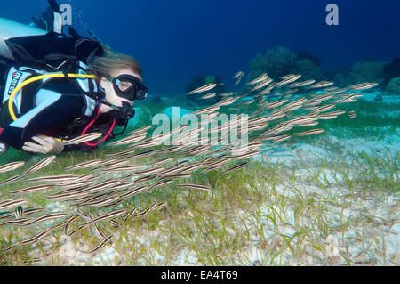 Diver looking at a school of fish striped Eel Catfish (Plotosus lineatus) Bohol Sea, Cebu, Philippines, Southeast Asia Stock Photo