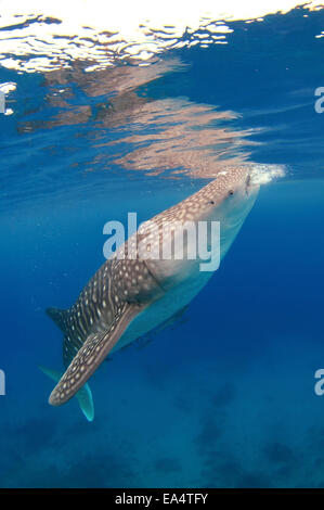 Whale shark (Rhincodon typus) Bohol Sea, Oslob, Cebu, Philippines, Southeast Asia Stock Photo