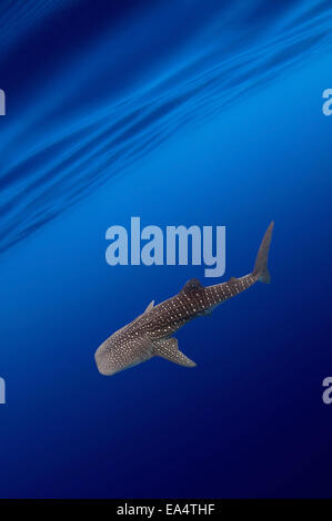 Whale shark (Rhincodon typus) Bohol Sea, Oslob, Cebu, Philippines, Southeast Asia Stock Photo