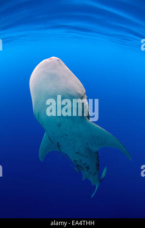 Whale shark (Rhincodon typus) Bohol Sea, Oslob, Cebu, Philippines, Southeast Asia Stock Photo