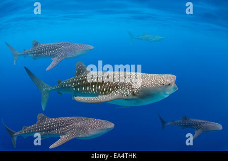 Whale shark (Rhincodon typus) Bohol Sea, Oslob, Cebu, Philippines, Southeast Asia Stock Photo