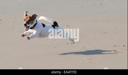 Stanley, Jack Russell puppy enjoying life running along a beach Stock Photo