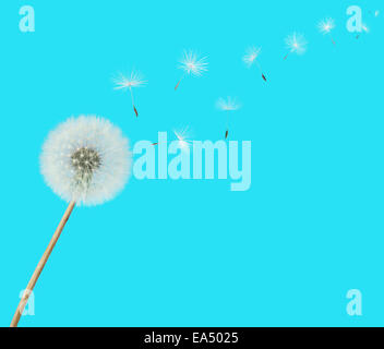 fluffy Dandelion flower with seeds blowing away on a blue background Stock Photo