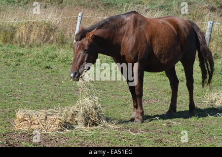 horse in field eating hay Stock Photo