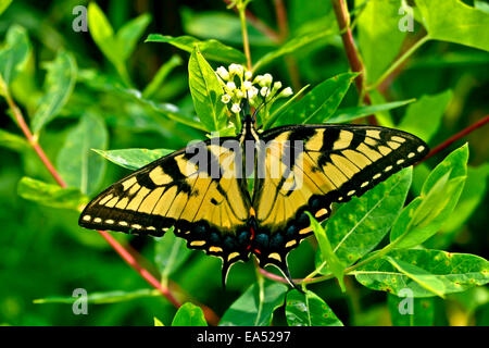 Yellow Western Tiger Swallowtail - Papilio rutulus